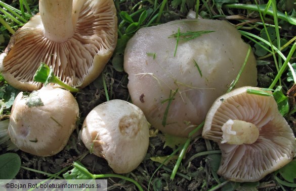 Entoloma sepium