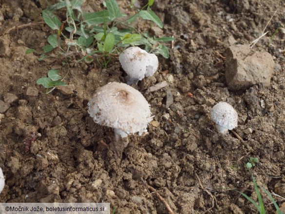 Leucoagaricus barssii