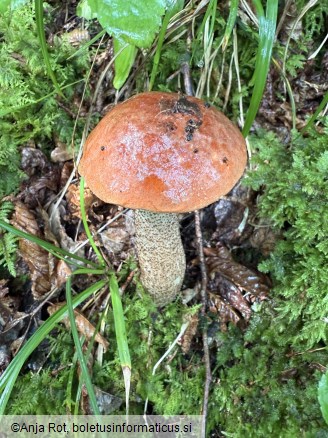 Leccinum aurantiacum