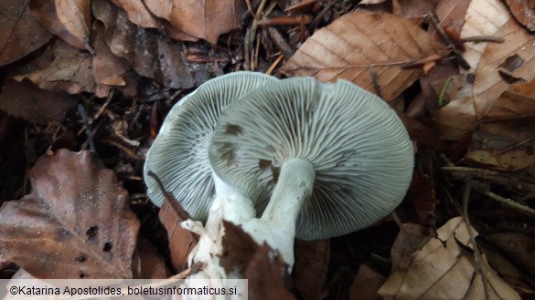 Clitocybe odora