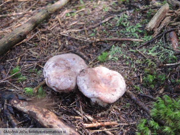 Lactarius trivialis