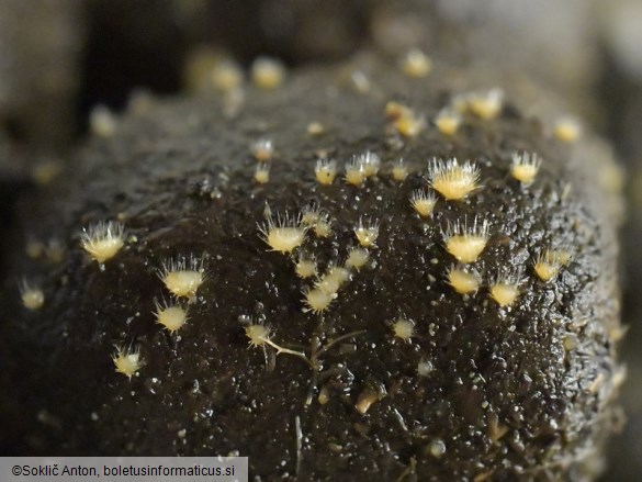 Lasiobolus macrotrichus