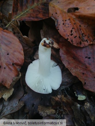 Russula emetica