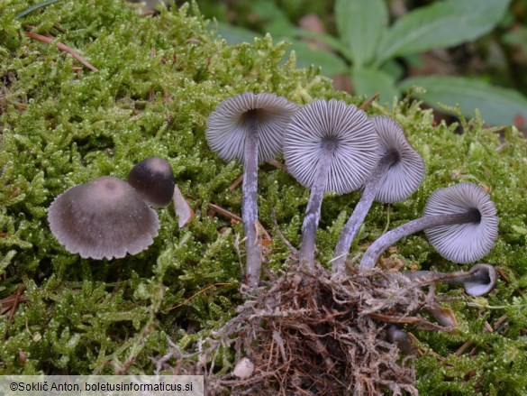 Mycena algeriensis