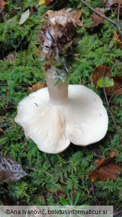 Infundibulicybe geotropa