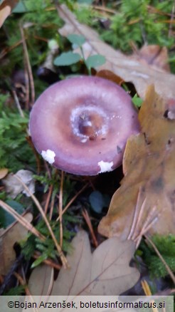 Russula caerulea