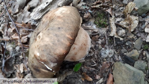 Boletus aereus