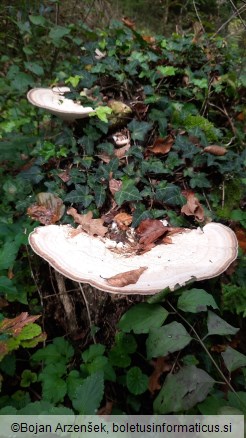 Trametes gibbosa