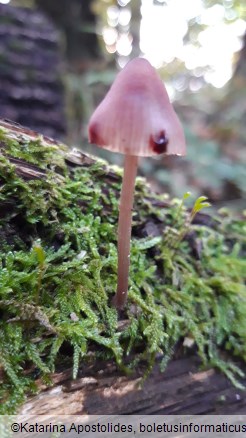 Mycena haematopus