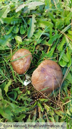 Suillus granulatus