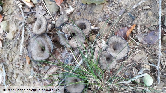 Craterellus cornucopioides