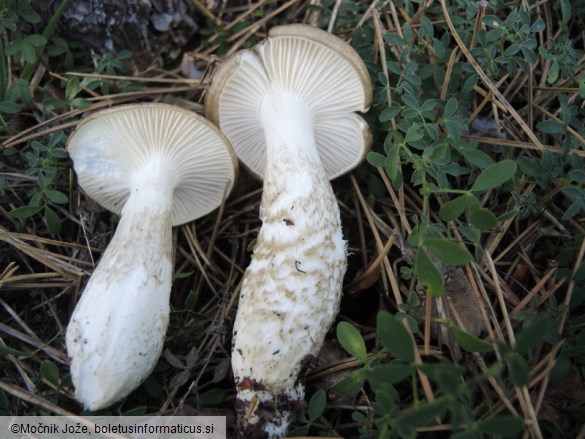 Hygrophorus latitabundus