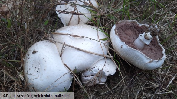 Agaricus campestris