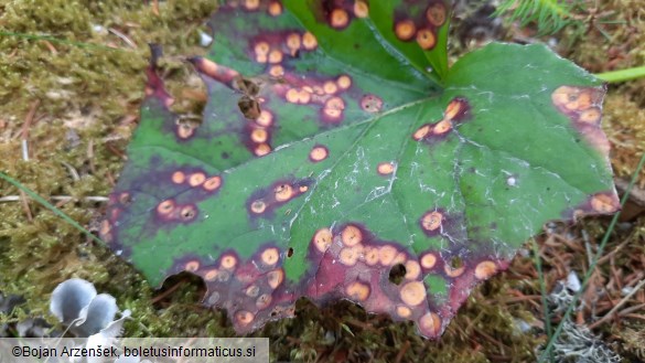 Puccinia poarum