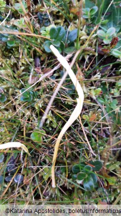 Clavaria vermicularis