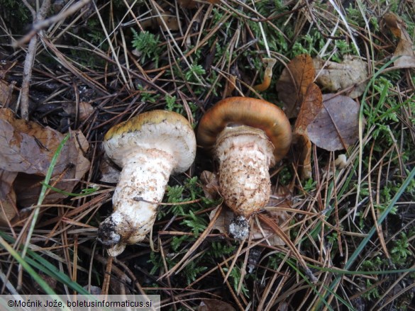 Tricholoma focale