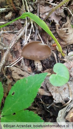 Helvella acetabulum