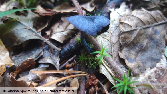 Entoloma corvinum