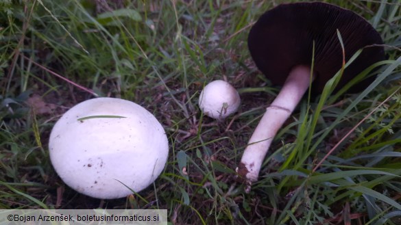 Agaricus campestris