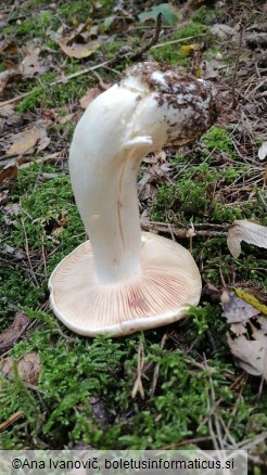 Entoloma sinuatum