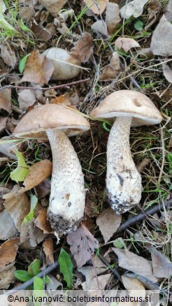 Leccinum scabrum