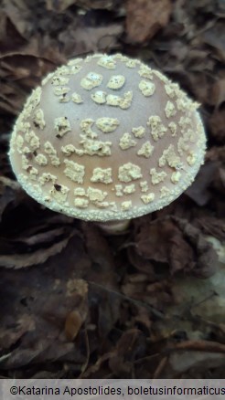 Amanita franchetii