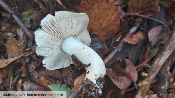 Tricholoma pardinum