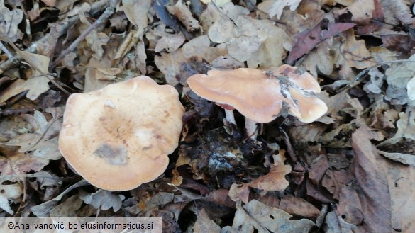 Clitocybe flaccida