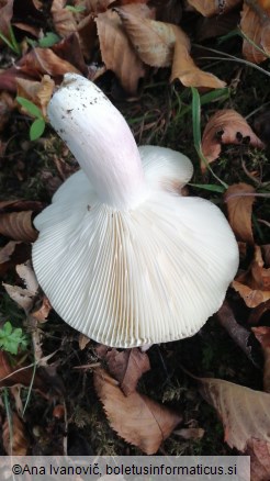 Russula heterophylla