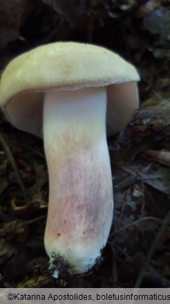 Russula violeipes