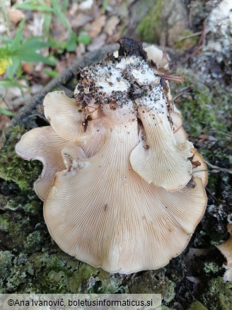 Lentinellus cochleatus