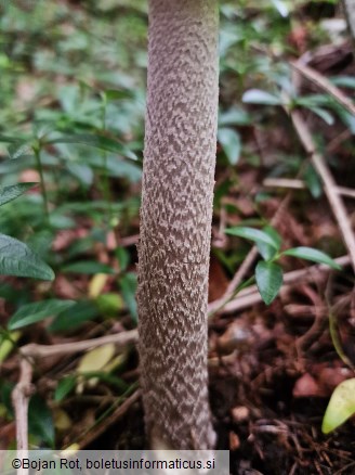 Amanita ceciliae