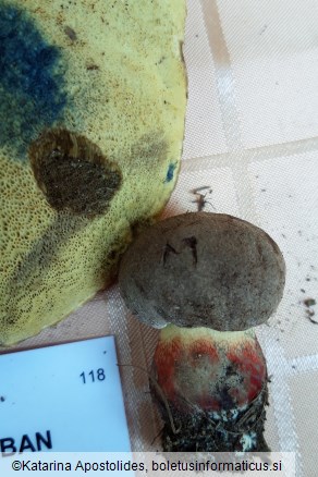 Boletus calopus