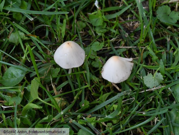 Conocybe albipes