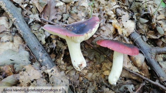 Russula atropurpurea