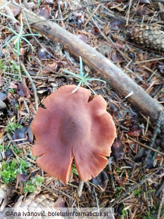 Cortinarius semisanguineus