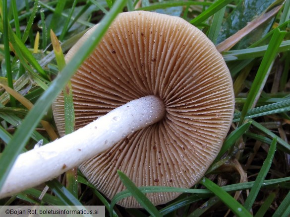 Conocybe pygmaeoaffinis