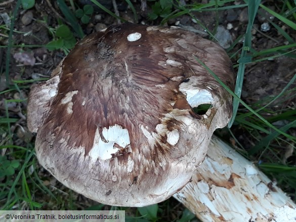 Tricholoma caligatum