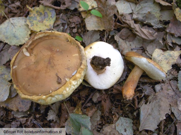 Gyroporus castaneus