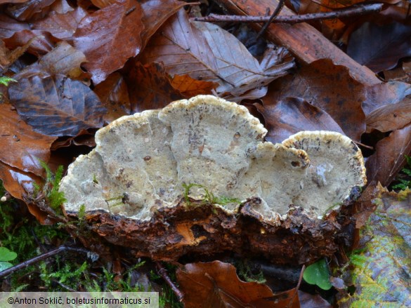 Phellopilus nigrolimitatus