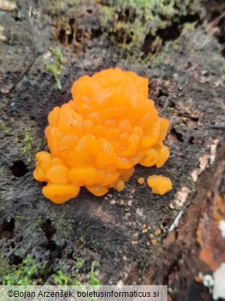 Dacrymyces chrysospermus