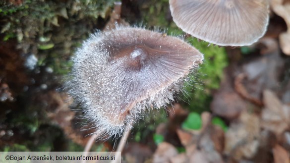 Spinellus fusiger