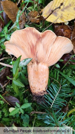 Lactarius salmonicolor