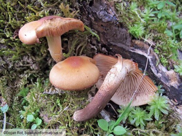 Kuehneromyces mutabilis