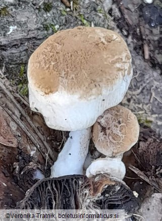 Asterophora lycoperdoides