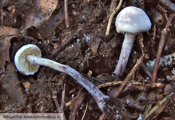 Cystolepiota bucknallii
