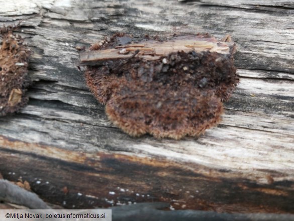 Gloiodon strigosus