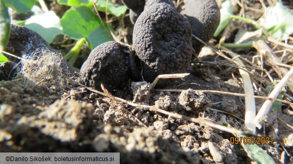 Xylaria polymorpha