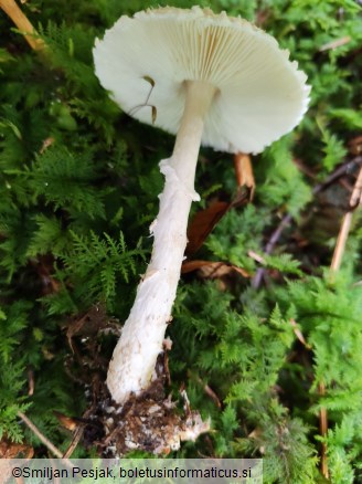Lepiota clypeolaria