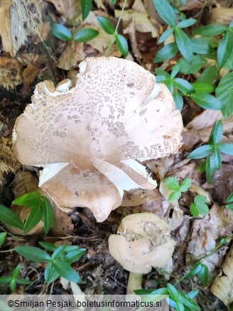 Amanita eliae